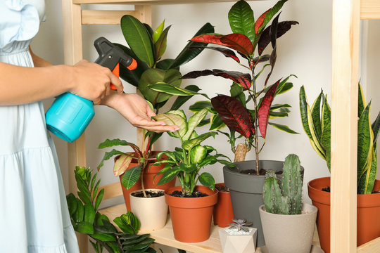 Woman Spraying Indoor Plants Near Wall At Home, Closeup