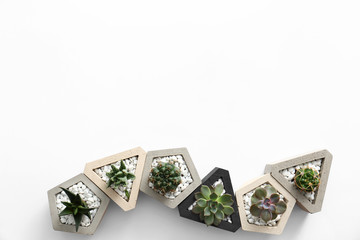 Different succulents on white background, top view