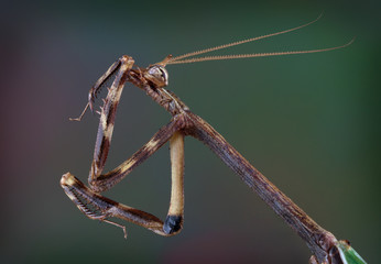 Texas Unicorn mantis cleaning his leg