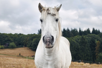 Obraz na płótnie Canvas Portrait of a beautyful white horse front view close up