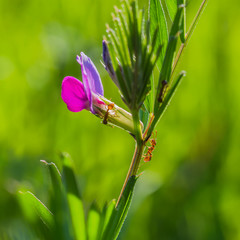 Blütenpflanze, Zaun-Wicke, Vicia sepium mit Ameise an Nektarium im Gegenlicht - Flowering plant, fence vetch, Vicia sepium with ant on nectary in backlighting