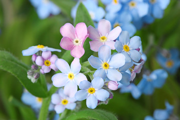 Amazing spring forget-me-not flowers as background, closeup view