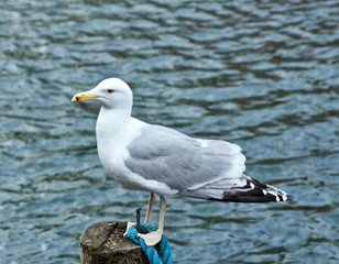 Large seagull perched on post with rippling water all around.