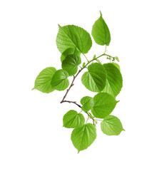Naklejka na ściany i meble Branch with green leaves on white background