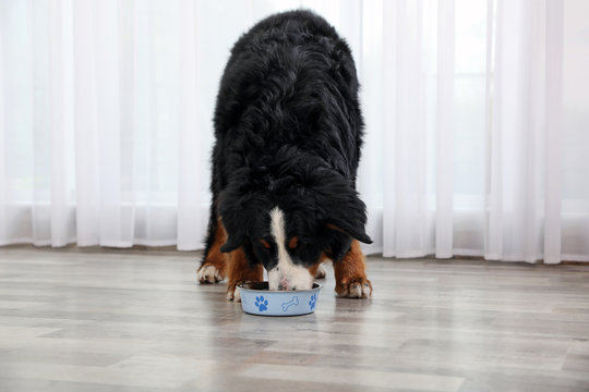 Bernese Mountain Dog Eating From Bowl On Floor Indoors