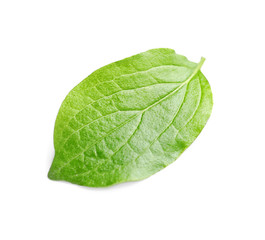 Beautiful spring green leaf on white background