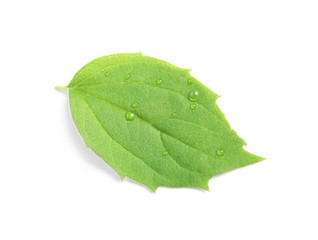 Green leaf with dew on white background