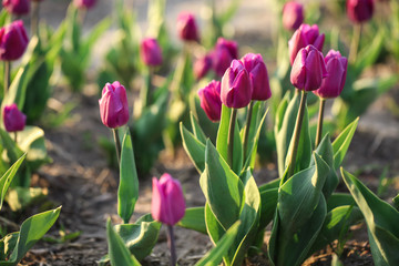 Field with fresh beautiful tulips, closeup. Blooming spring flowers