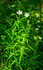 Blütenpflanze Echte Sternmiere Stellaria holostea, Große Sternmiere