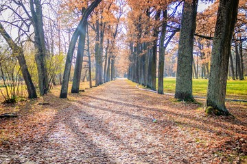 Naklejka premium Autumn park in clear weather. Golden autumn. Autumn in the park. Yellow foliage.