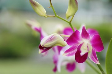 Obraz premium Orchid flower is beautiful in the garden