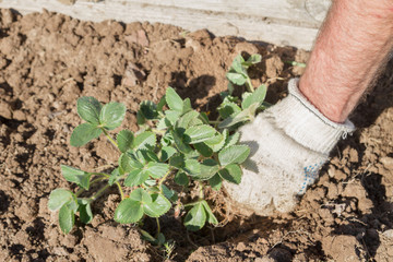 An elderly man transplants strawberries in the garden in the spring