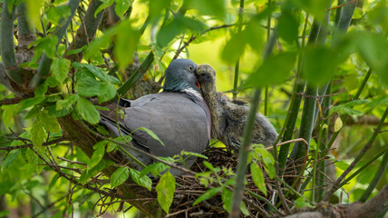 Columba palumbus, Woodpigeon.