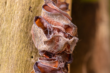 Elderflower tree fungus