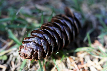 macro of pinecone