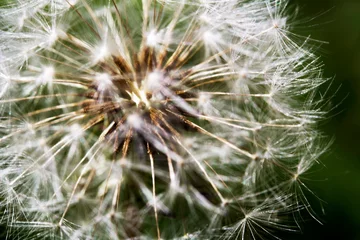 Deurstickers macro of dandelion seeds  © Heather Doucette
