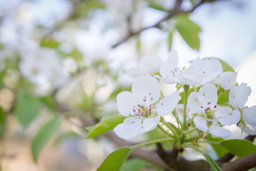 Flowering white pear tree flowers in late spring