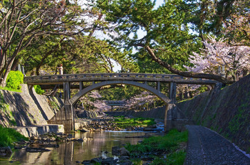 Fototapeta premium 兵庫県西宮市・桜咲く夙川の風景