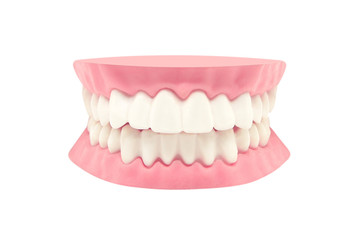 dental teeth model isolated on white