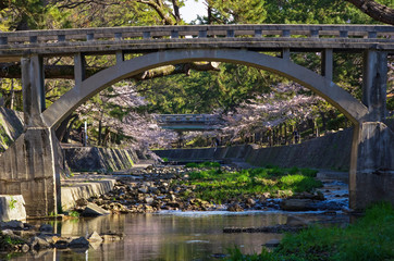 Fototapeta premium 兵庫県西宮市・桜咲く夙川の風景