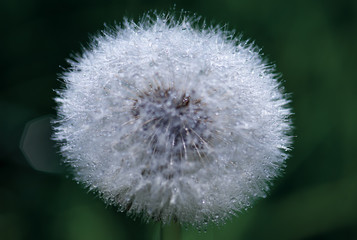 Beautiful dew drops on a dandelion seed macro. Beautiful. Water drops on a parachutes dandelion. 