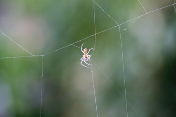 macro of spider on web