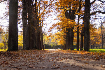 Autumn park in clear weather. Golden autumn. Autumn in the park. Yellow foliage.