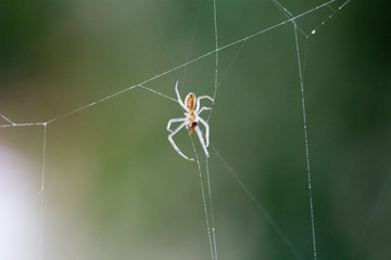 macro of spider on web