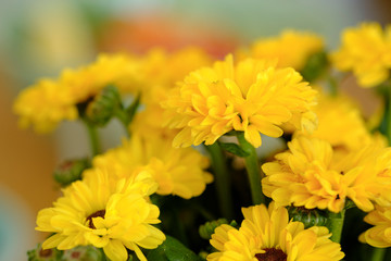 Colorful yellow and orange chrysanthemum flower bloom in the farm