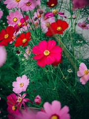 Close up Beautiful cosmos flowers in blooming