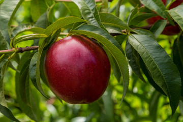 nectarina roja en el árbol