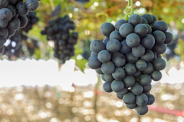 Uva negra colgando en el &aacute;rbol