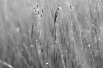 Obraz premium Colorful flowers grass made with gradient for background,Abstract,texture,Soft and Blurred style.postcard.