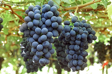 Uva negra colgando en el &aacute;rbol