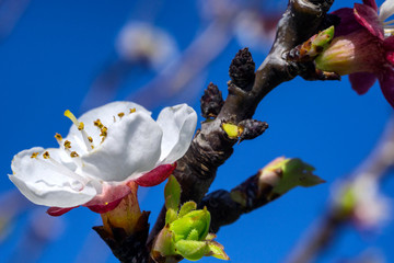 Macro shot of the flower of an apricot tree. Intentional focus on the stamens of the flower