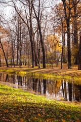 Fototapeta na wymiar Autumn park in clear weather. Golden autumn. Autumn in the park. Yellow foliage.