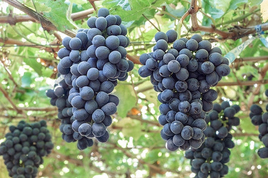 Uva negra colgando en el &aacute;rbol