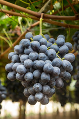 Uva negra colgando en el árbol