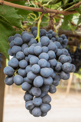 Uva negra colgando en el árbol