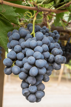 Uva negra colgando en el &aacute;rbol
