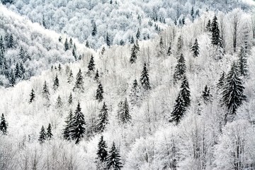 frozen trees in forest