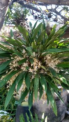 Obraz premium Orquídea oncidyum