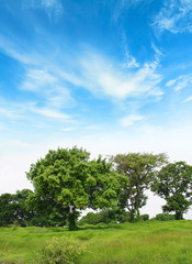 Fototapeta na wymiar Beautiful bright landscape with Nice Green Tree on the backdrop of bright blue sky with cloud 
