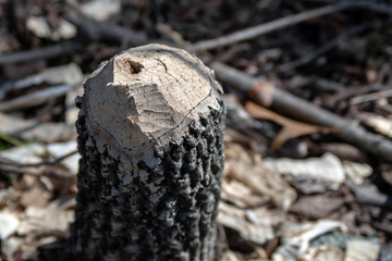 Beaver have destroyed many trees in Northeast Oklahoma. The teethmarks are seen in the tree stump that is left. Bokeh effect.