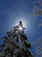 Snowy trees in Yosemite National Park captured against the Sun