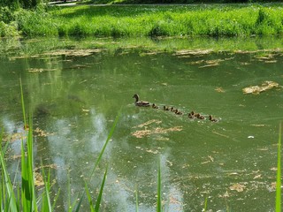 ducks in the pond