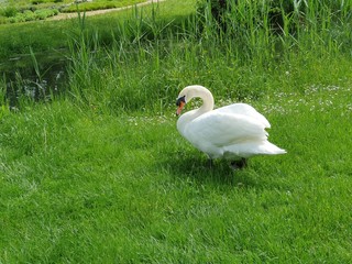 white swan on green grass