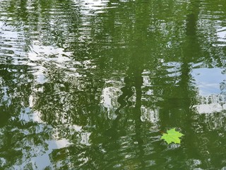 reflection of trees in the water