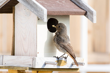 Female black redstart (Phoenicurus ochruros) taking food to its nest box