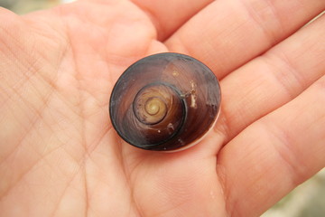 Brown shell in the hand
